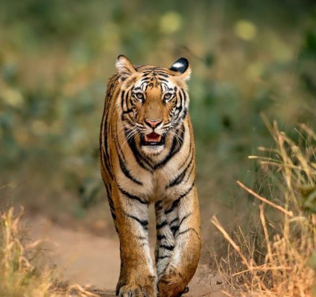 Tiger reserves in India