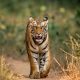 Tiger reserves in India