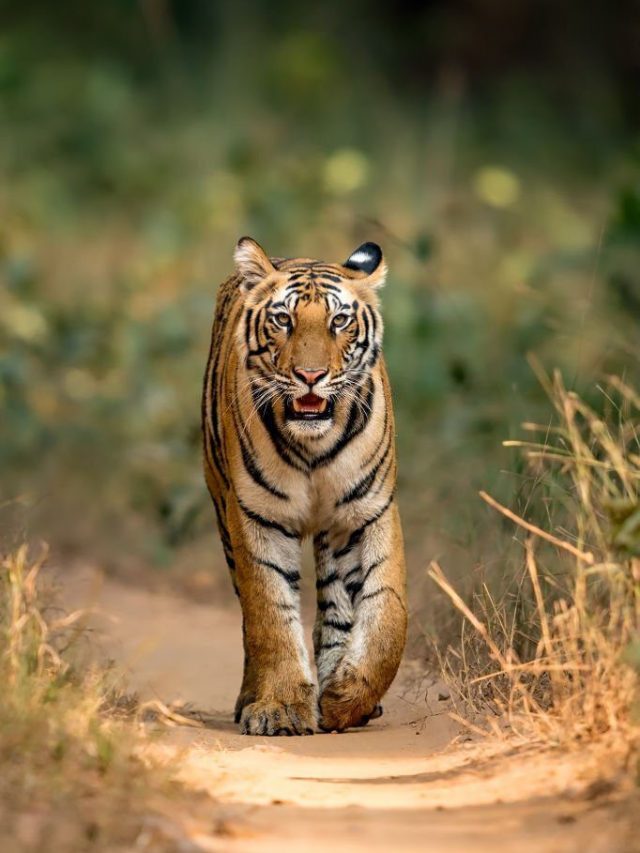 Top Tiger Reserves In India That You Shouldn't Miss! - People Places