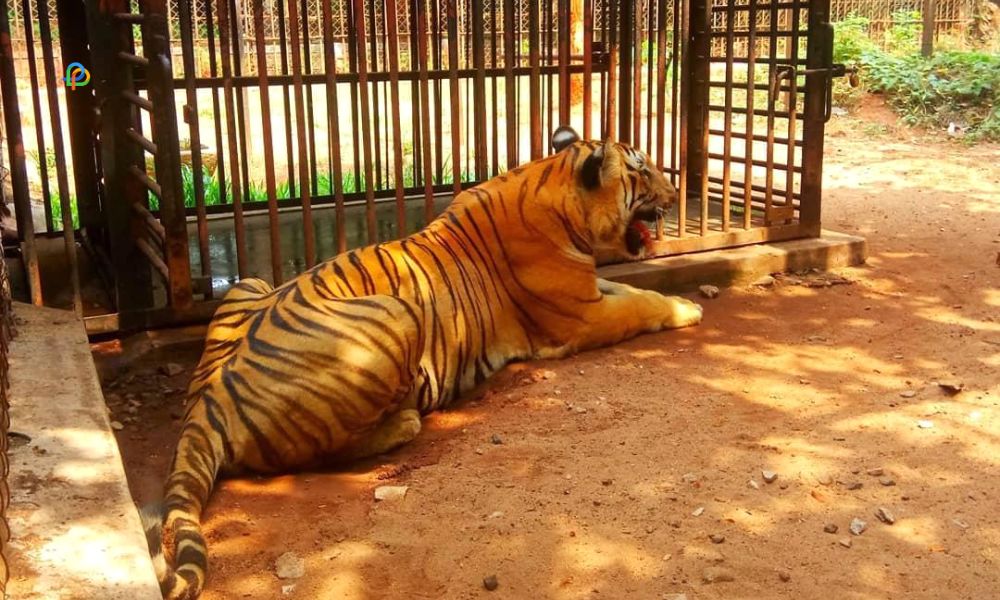 Thrissur Zoo 