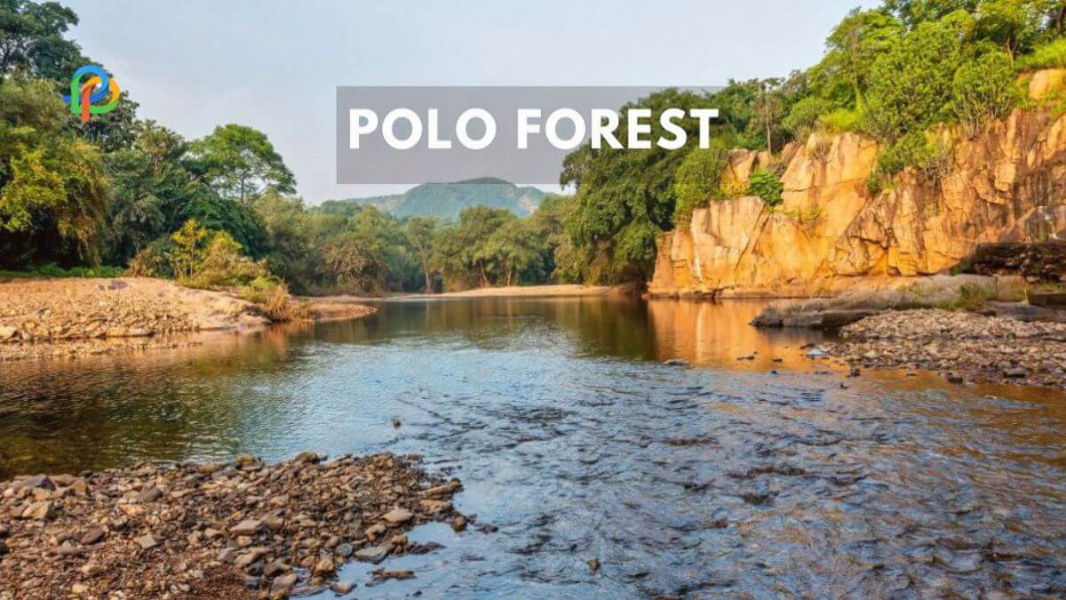 A Guide To Polo Forest: A Hidden Gem In Gujarat!