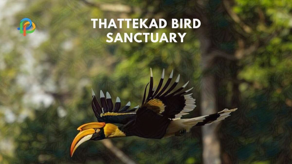 Thattekad Bird Sanctuary: A Guide To Bird-Watcher's Paradise