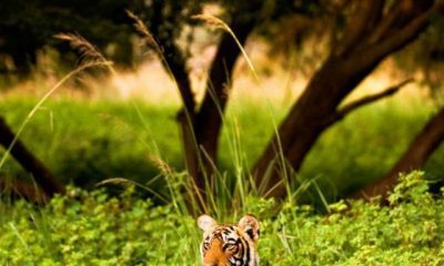 Visit These 7 Wildlife Sanctuaries In India In Monsoon!