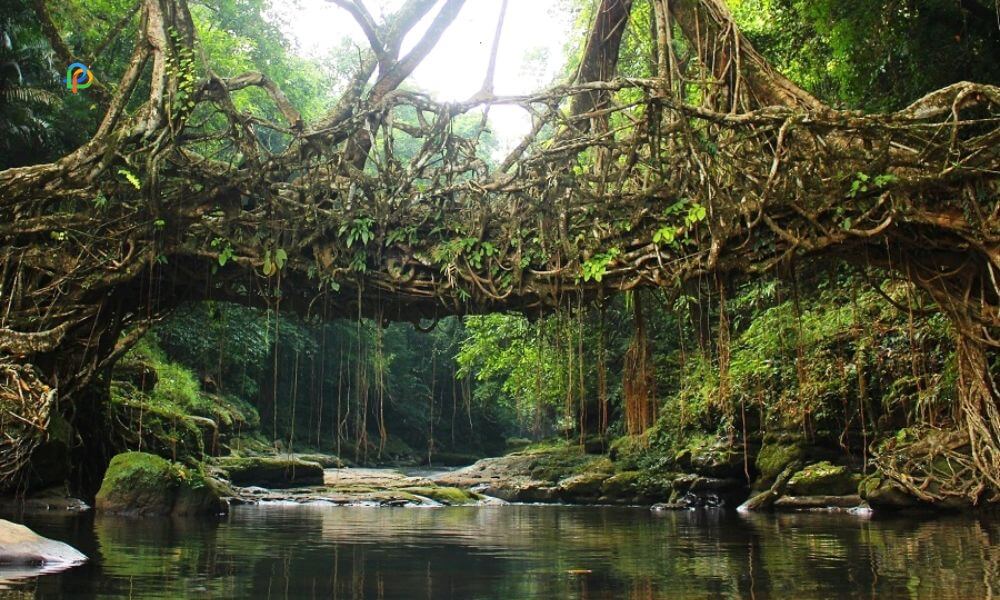 Jingmaham Living Root Bridge