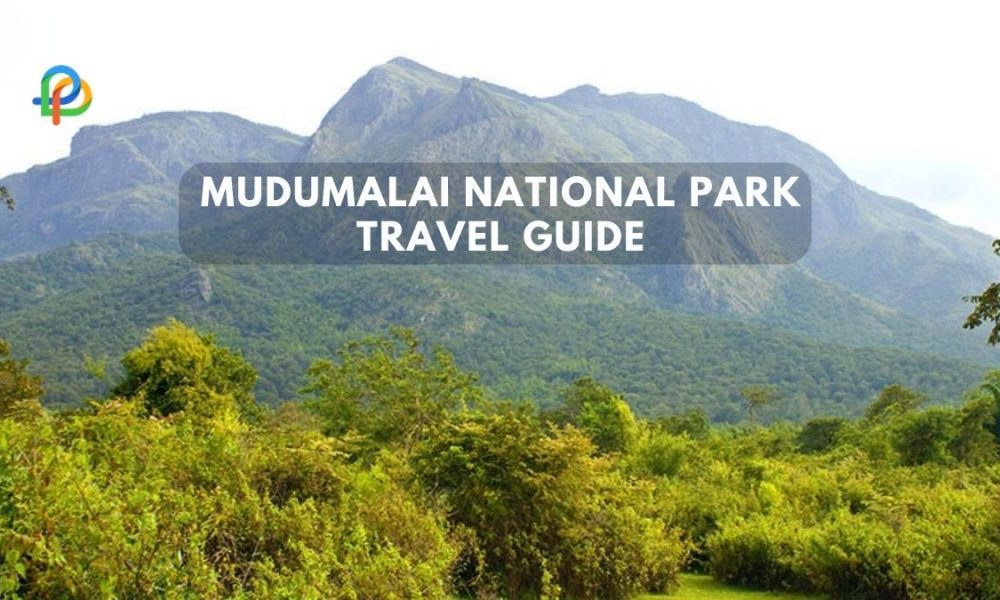Mudumalai National Park A Wildlife Lover's Paradise!