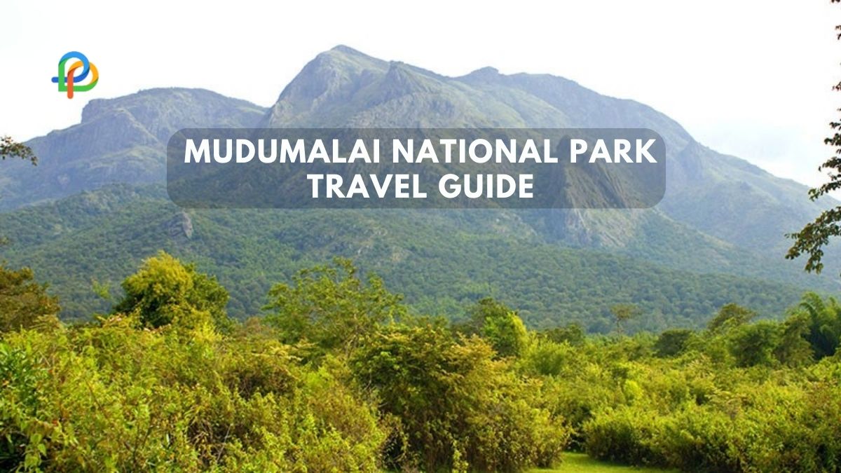 Mudumalai National Park A Wildlife Lover's Paradise!