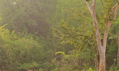 Beautiful forests in India