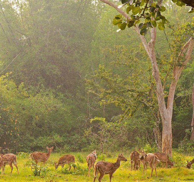 Beautiful forests in India