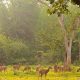 Beautiful forests in India