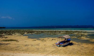 Explore The Marine Life Of Andaman And Nicobar Islands
