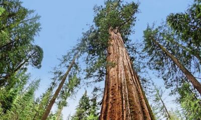 Famous trees in the US