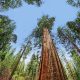 Famous trees in the US