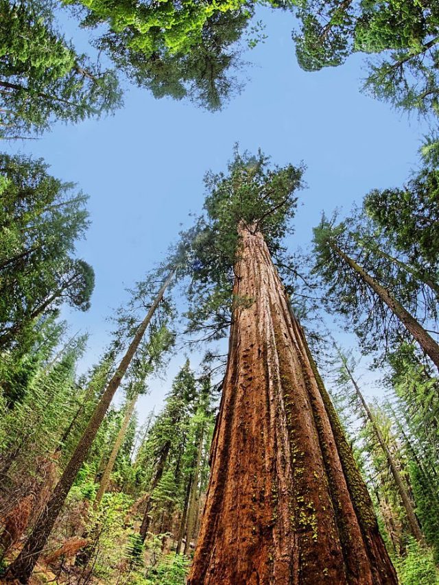 Top 10 Most Famous Trees In The USA! People Places